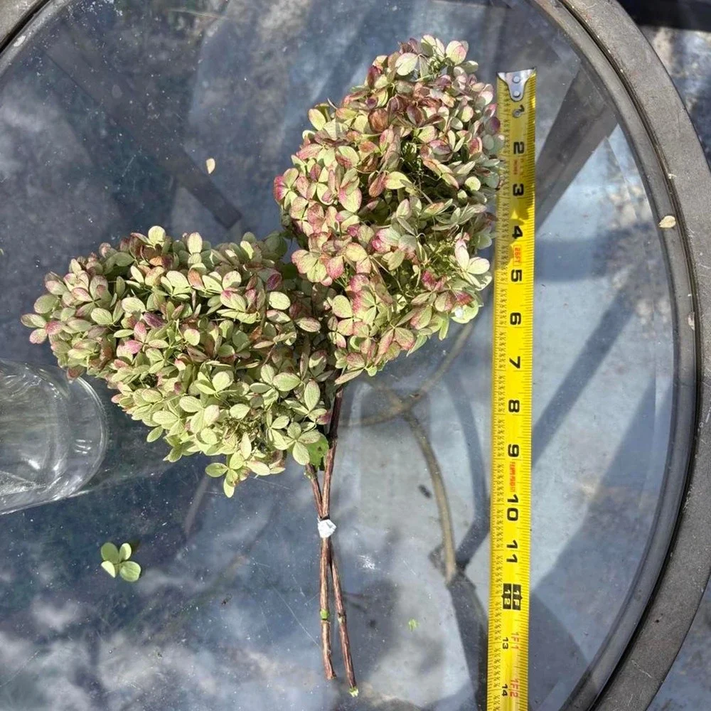 Real Preserved Hydrangea Stems 2 Count Sage Green Dusty Rose Pink Home Decor
